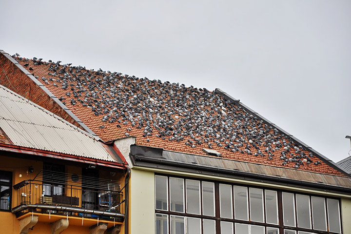 A2B Pest Control are able to install spikes to deter birds from roofs in East Acton. 