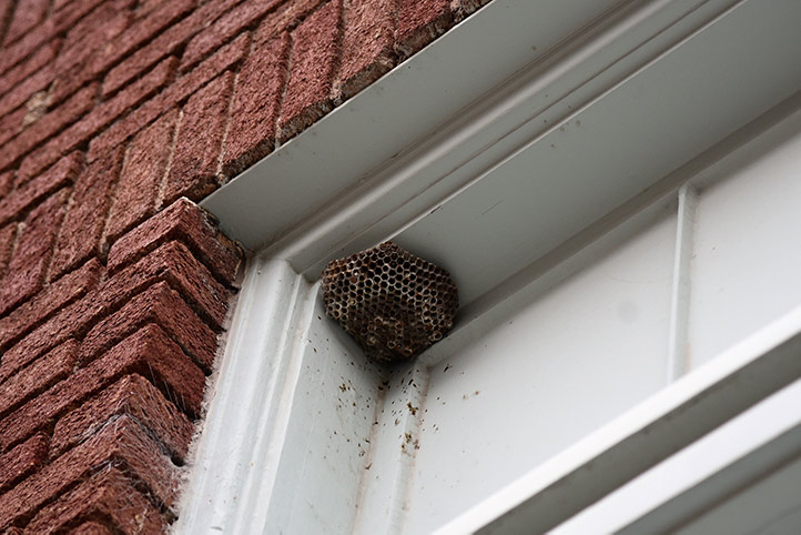 We provide a wasp nest removal service for domestic and commercial properties in East Acton.